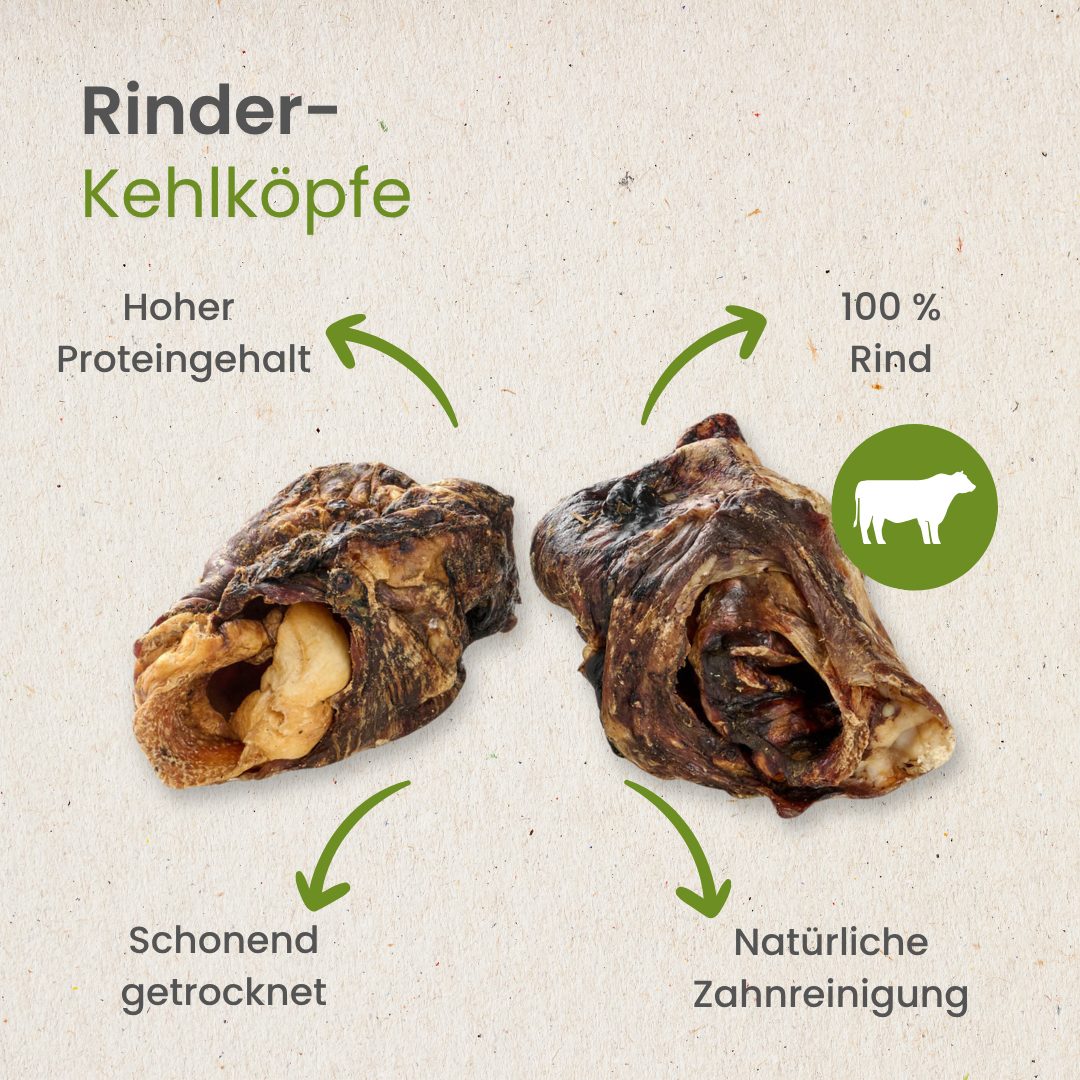 Rinder-Kehlköpfe