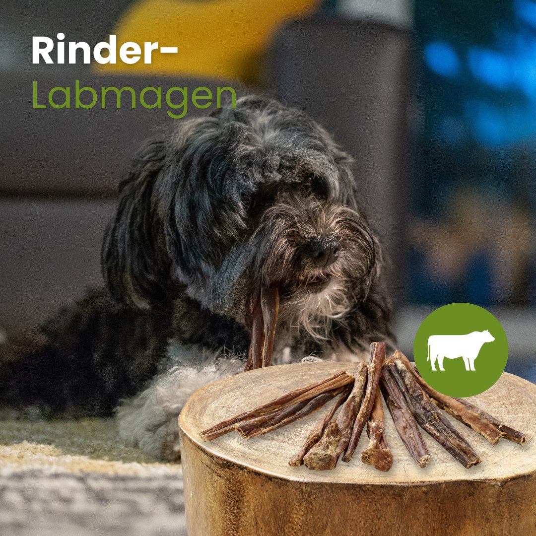 Rinder-Labmagen