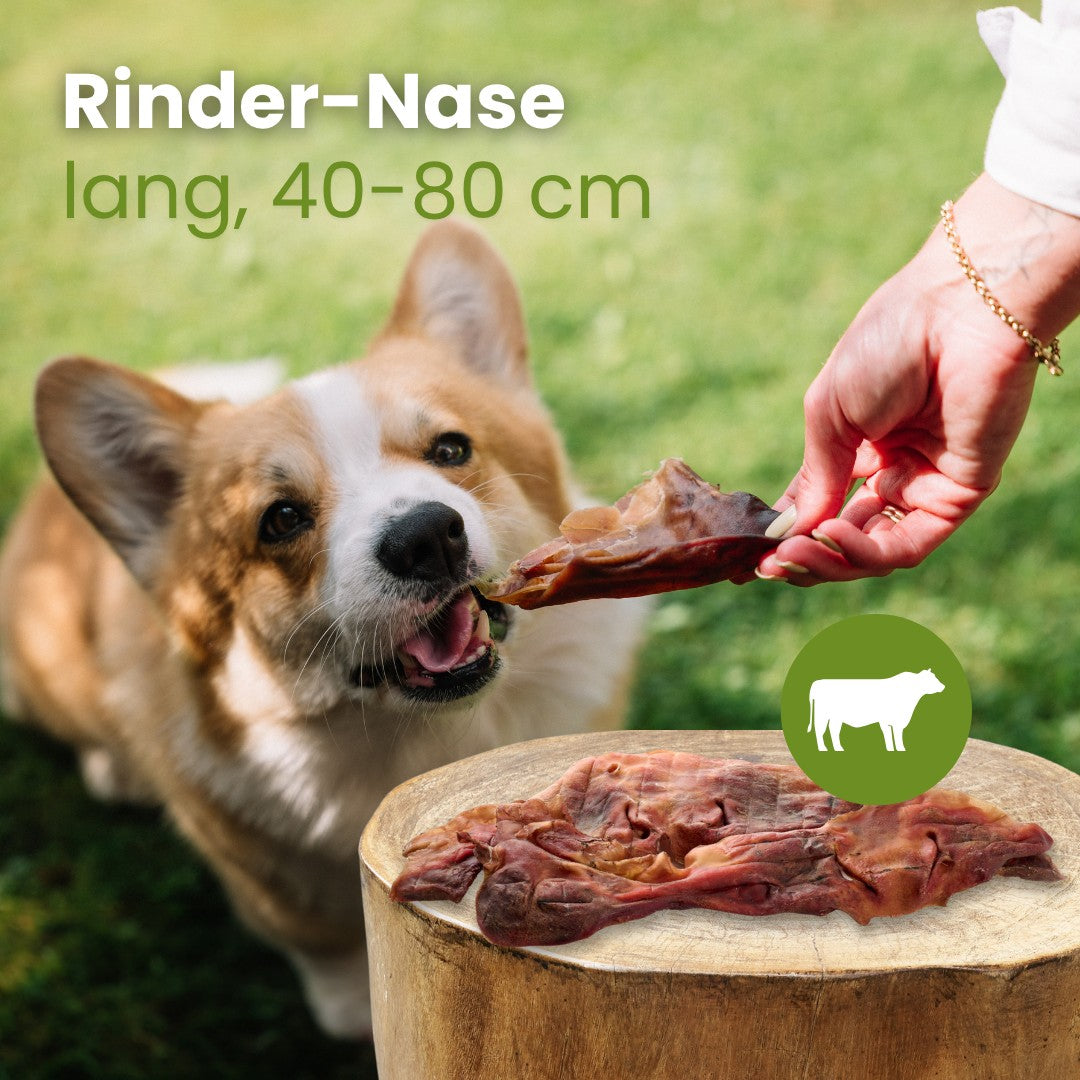 Rinder-Nase, lang 40-80cm