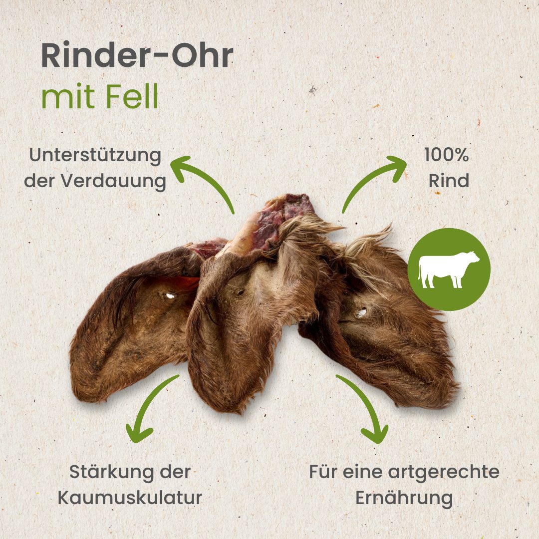 Rinder-Ohr mit Fell