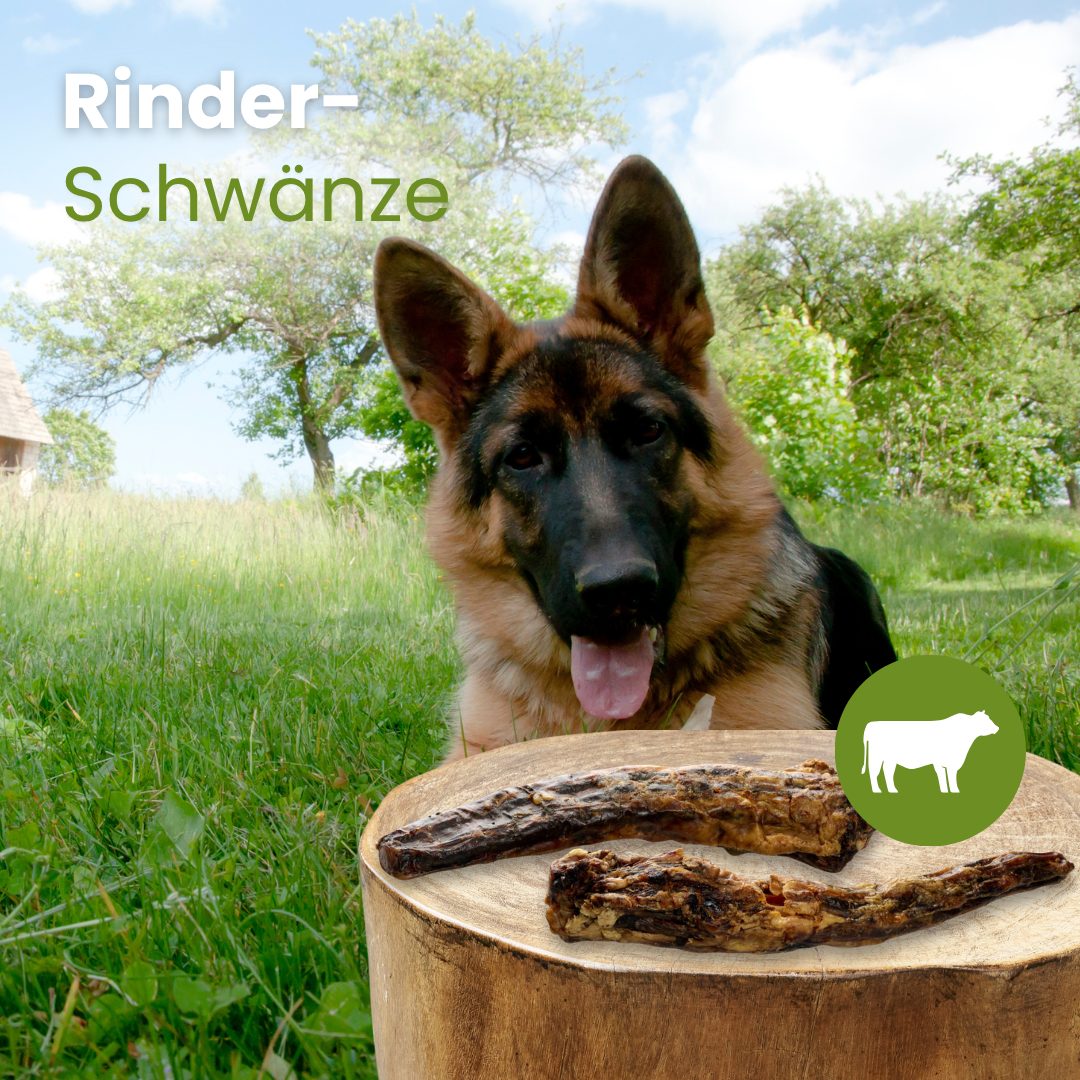 Rinder-Schwänze