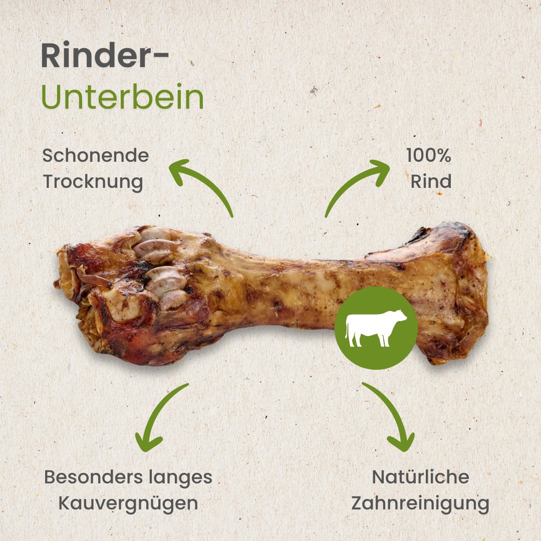 Rinder-Unterbein