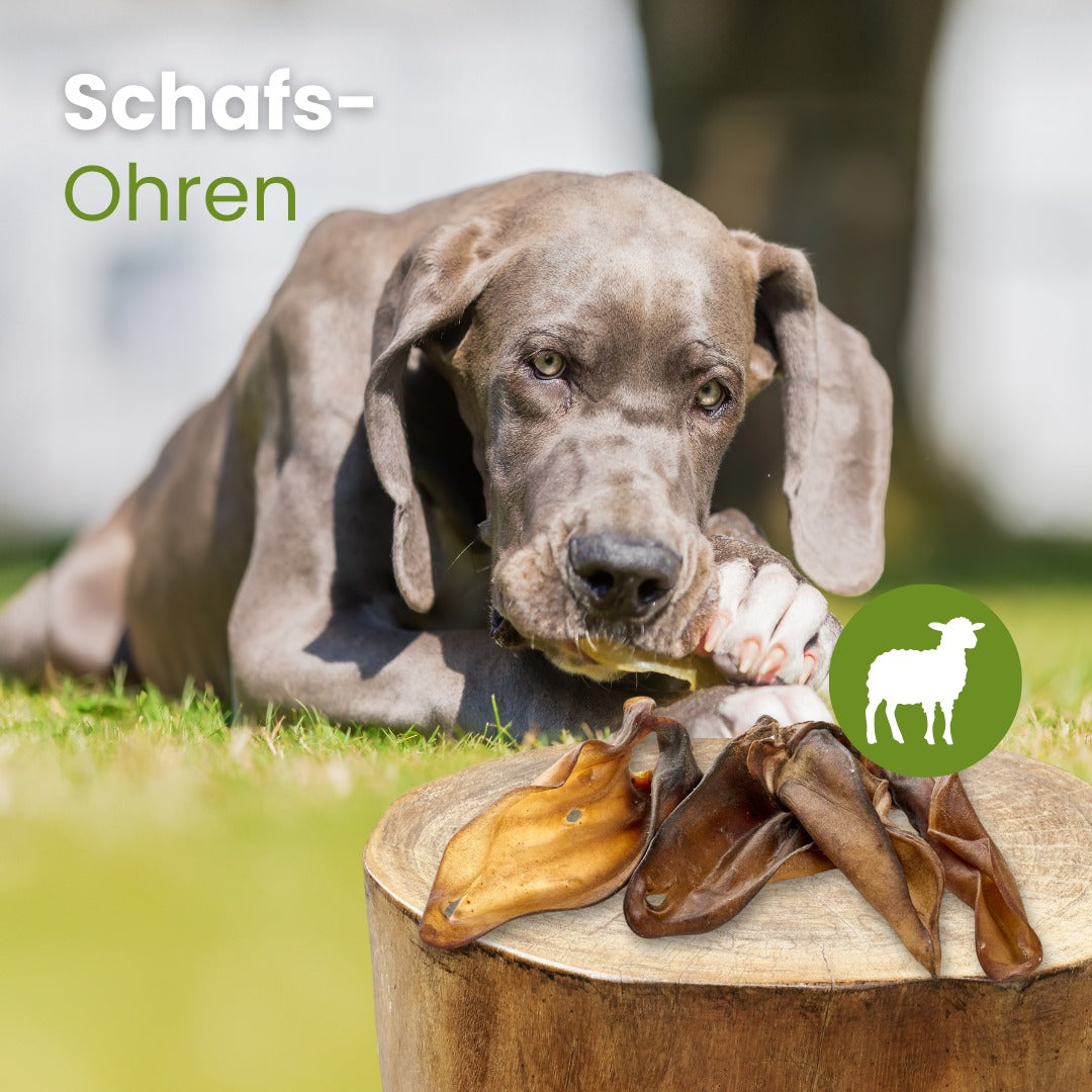 Schafs-Ohren