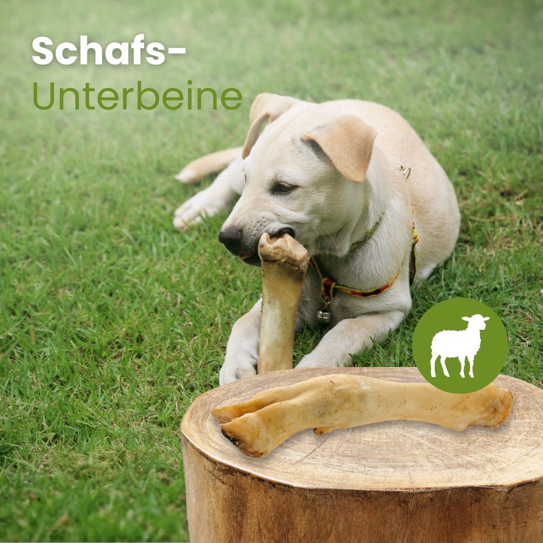 Schafs-Unterbeine