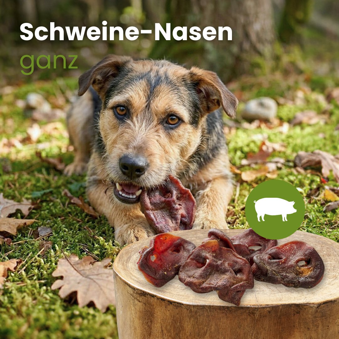 Schweine-Nasen, ganz