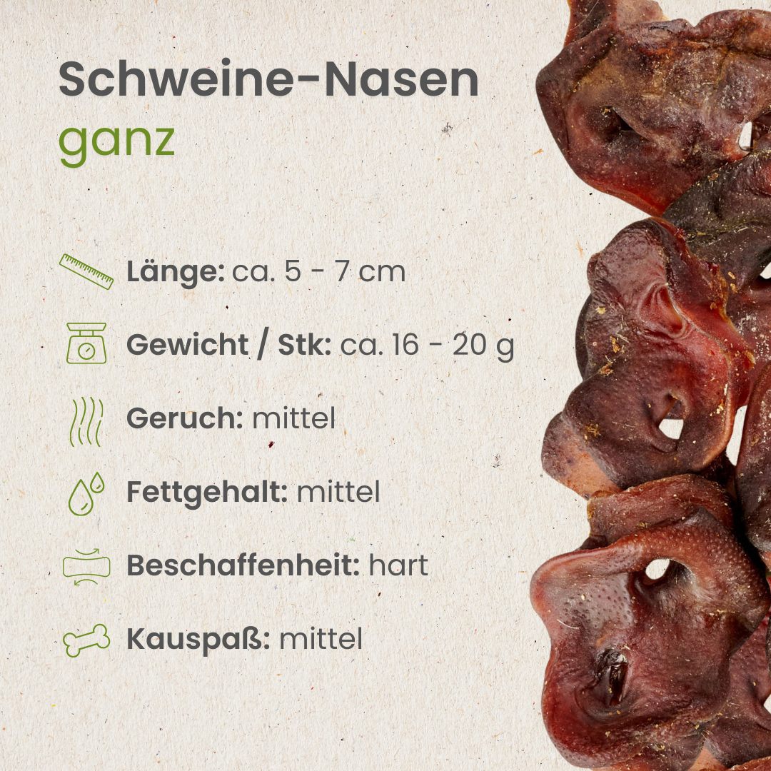 Schweine-Nasen, ganz