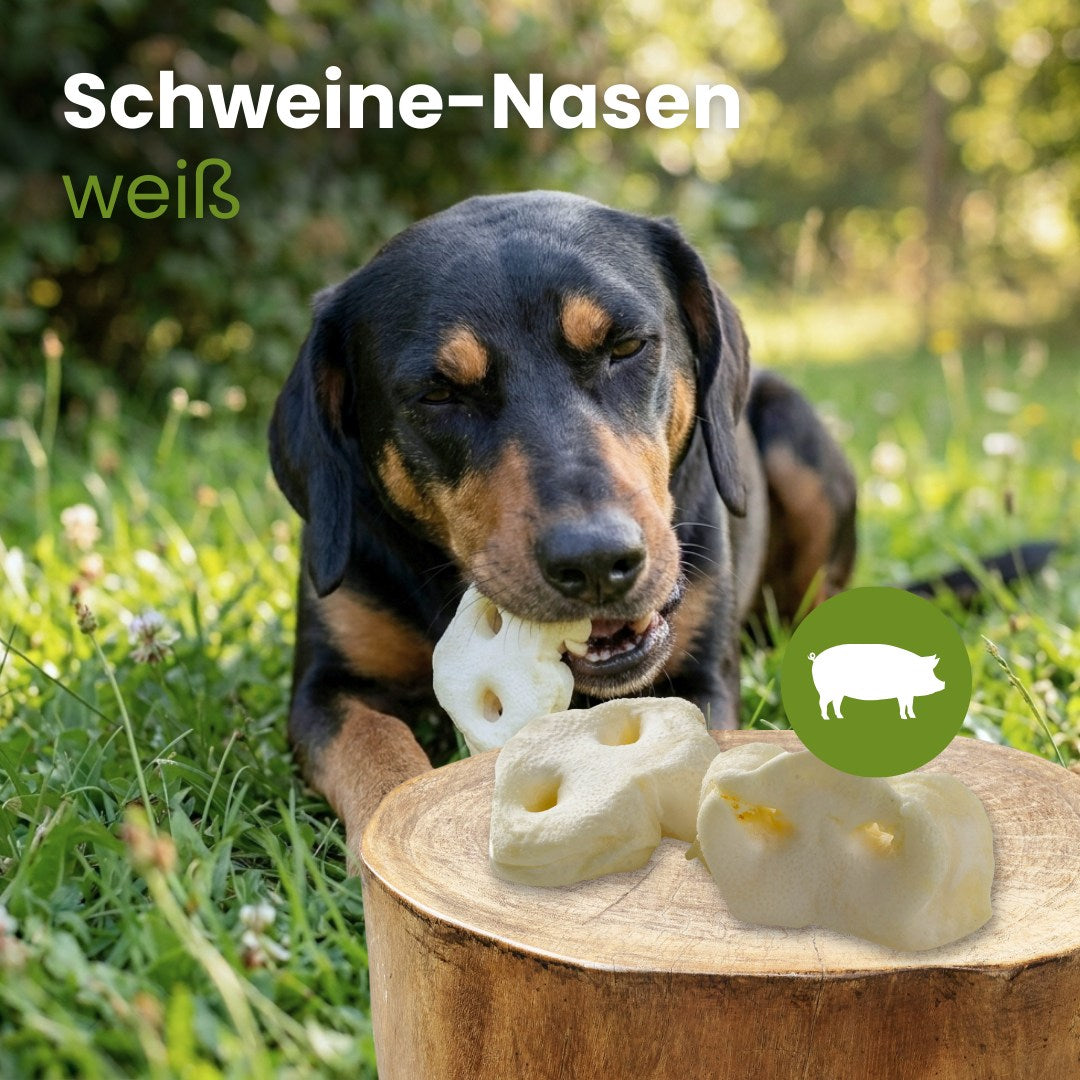 Schweine-Nasen, weiß