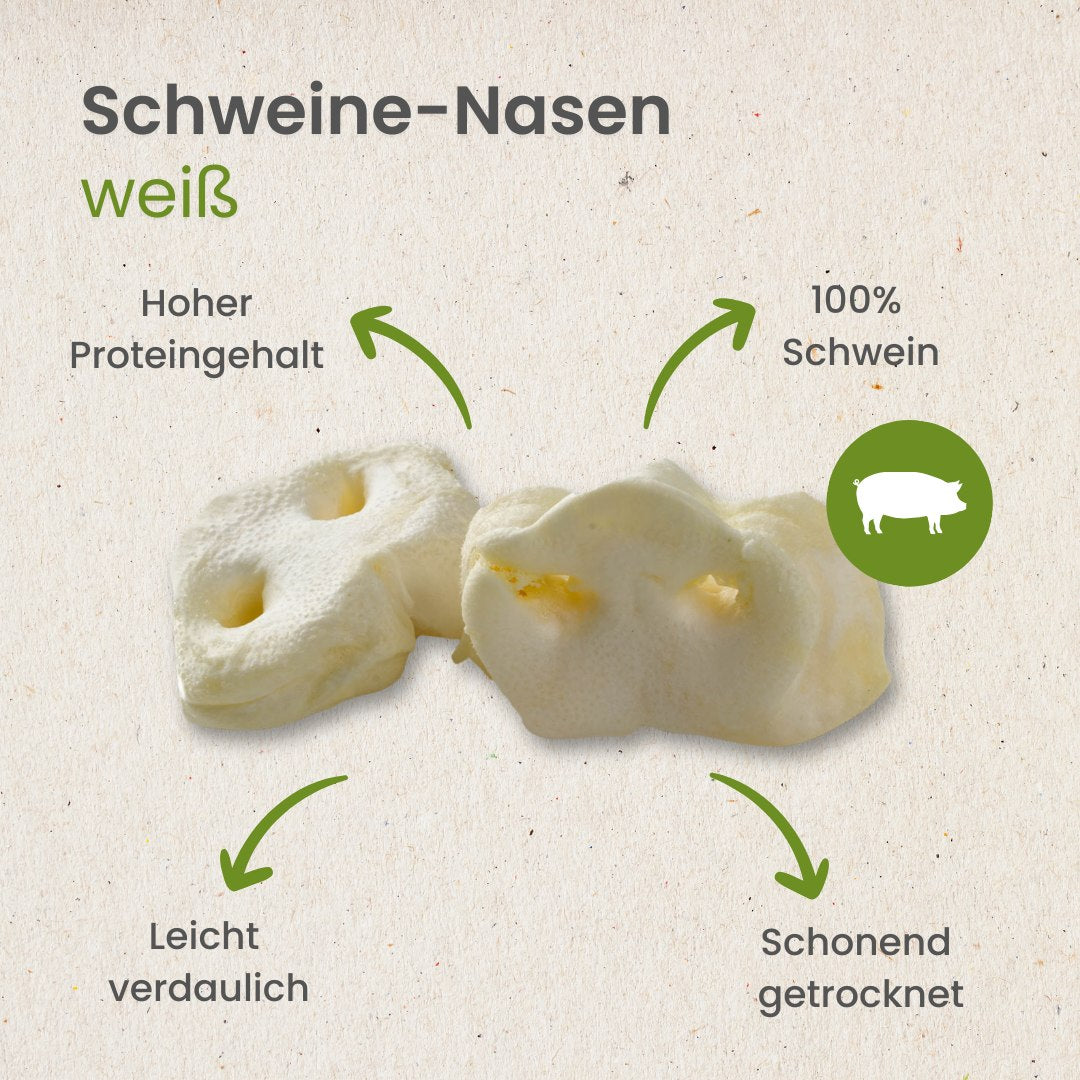 Schweine-Nasen, weiß