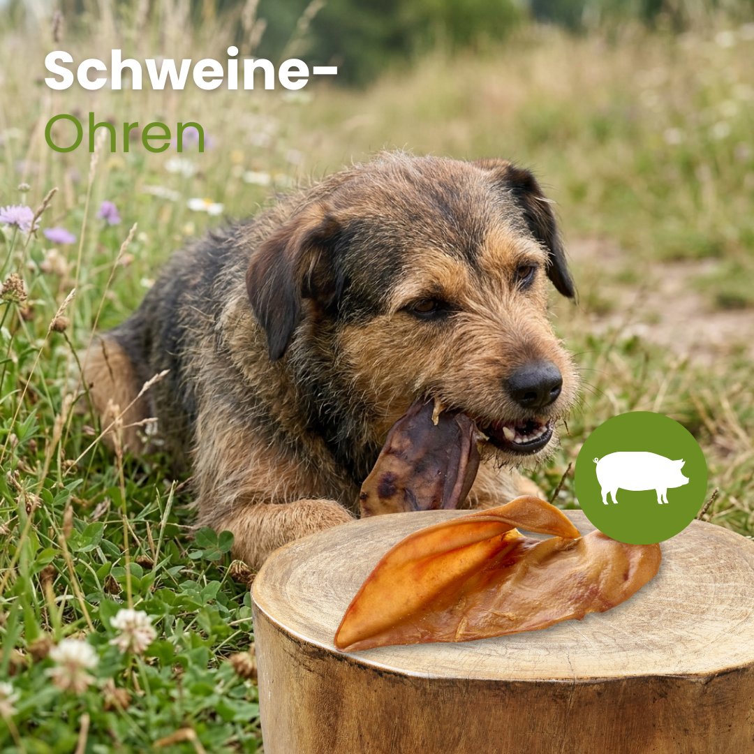 Schweine-Ohren