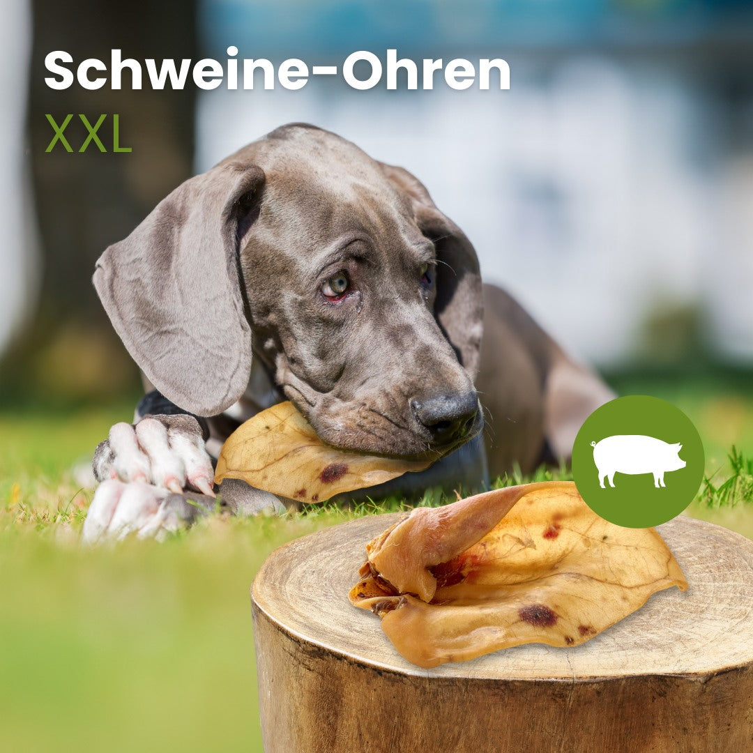 Schweine-Ohren XXL