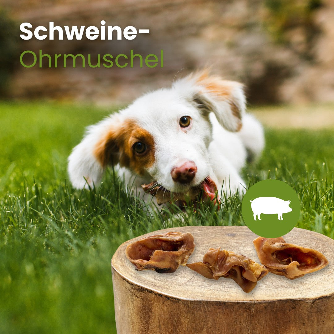 Schweine-Ohrmuschel