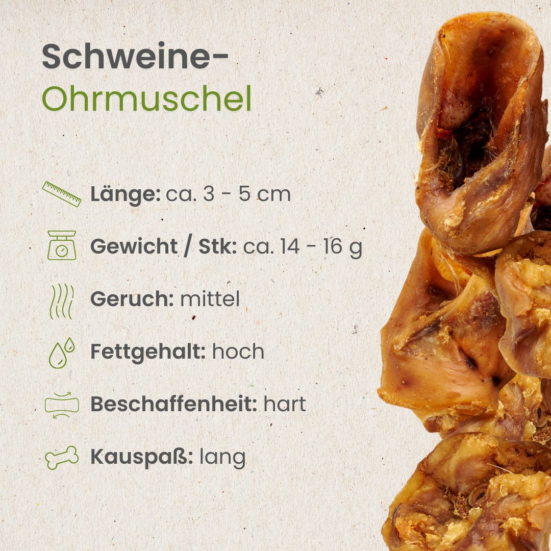 Schweine-Ohrmuschel