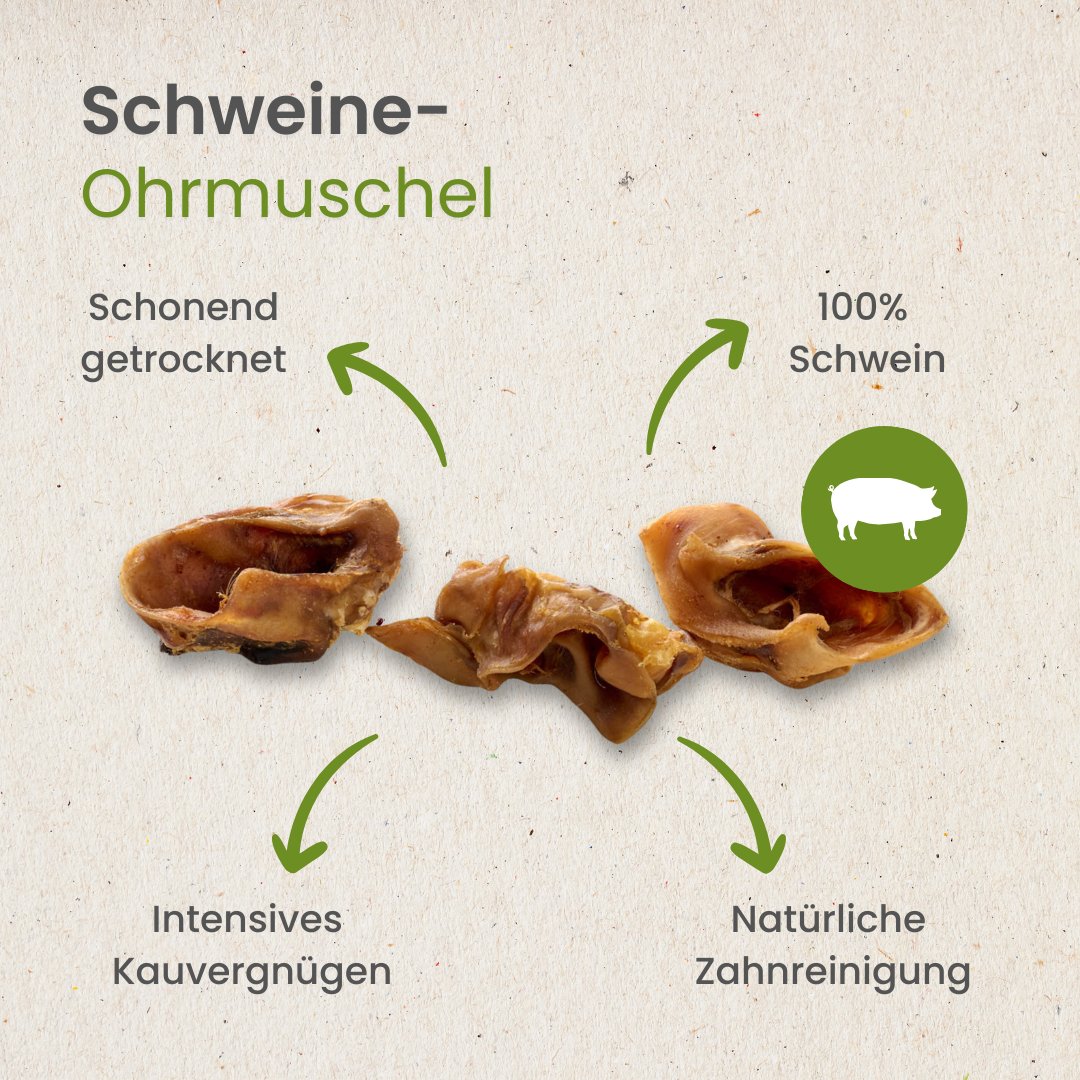 Schweine-Ohrmuschel