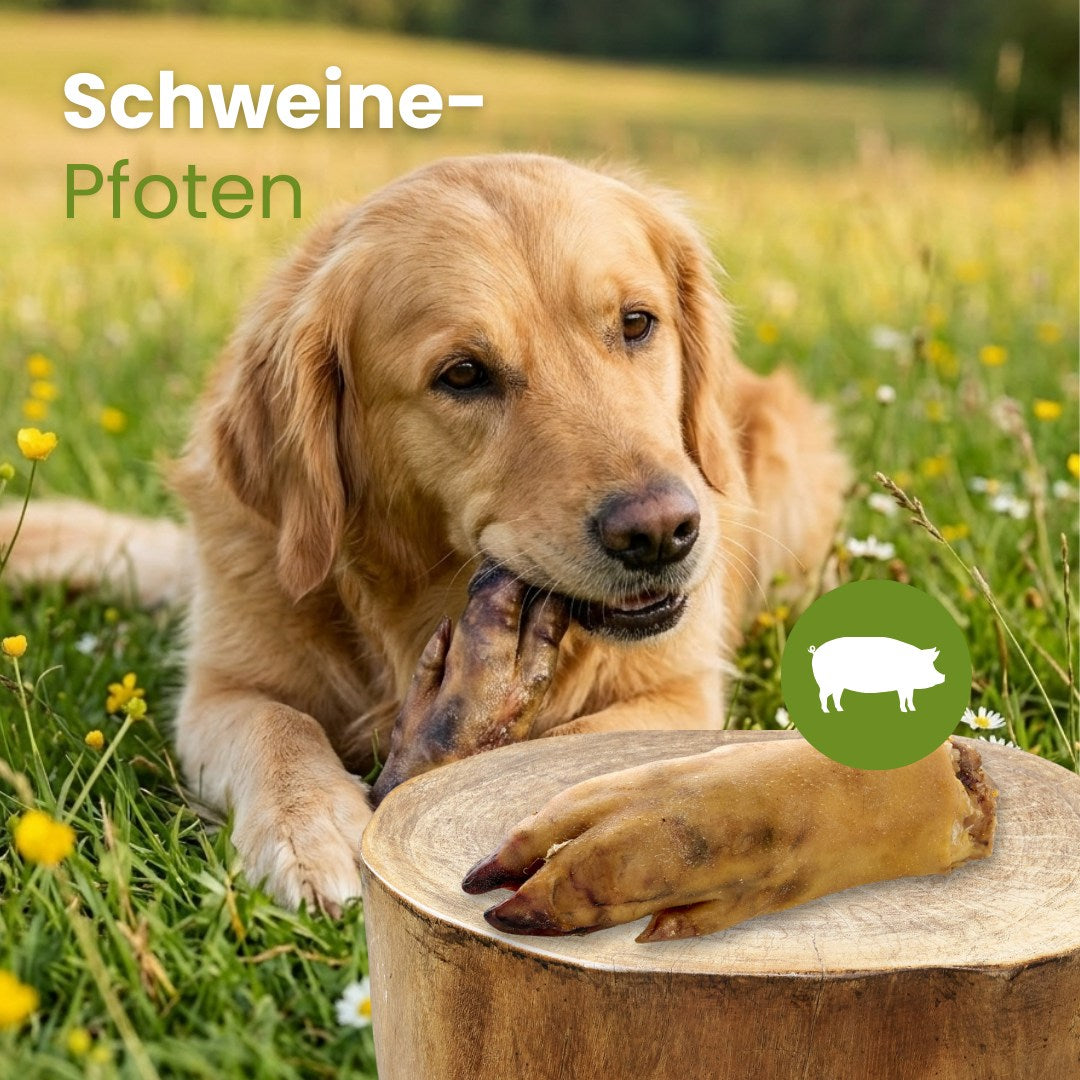 Schweine-Pfoten