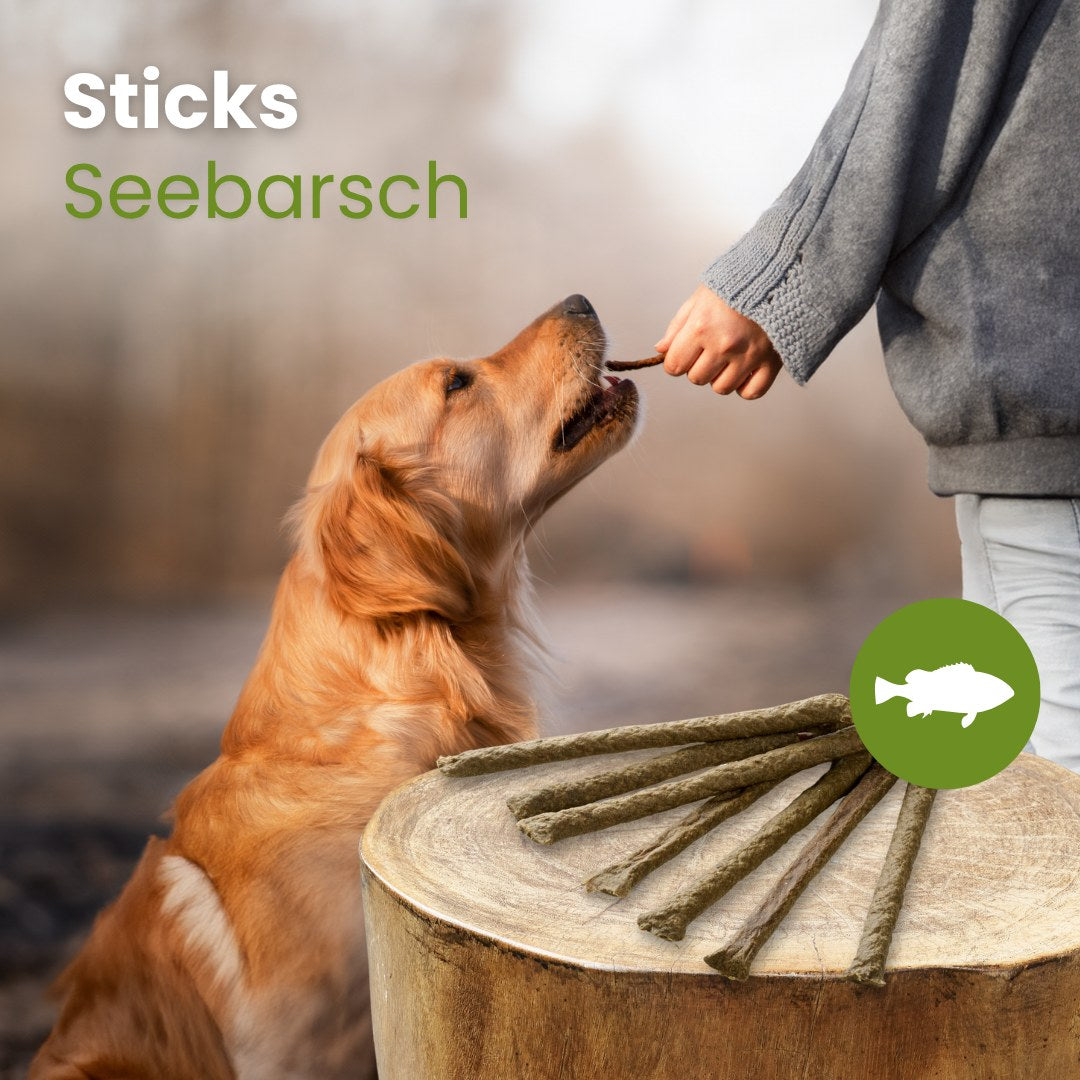 Seebarsch-Sticks