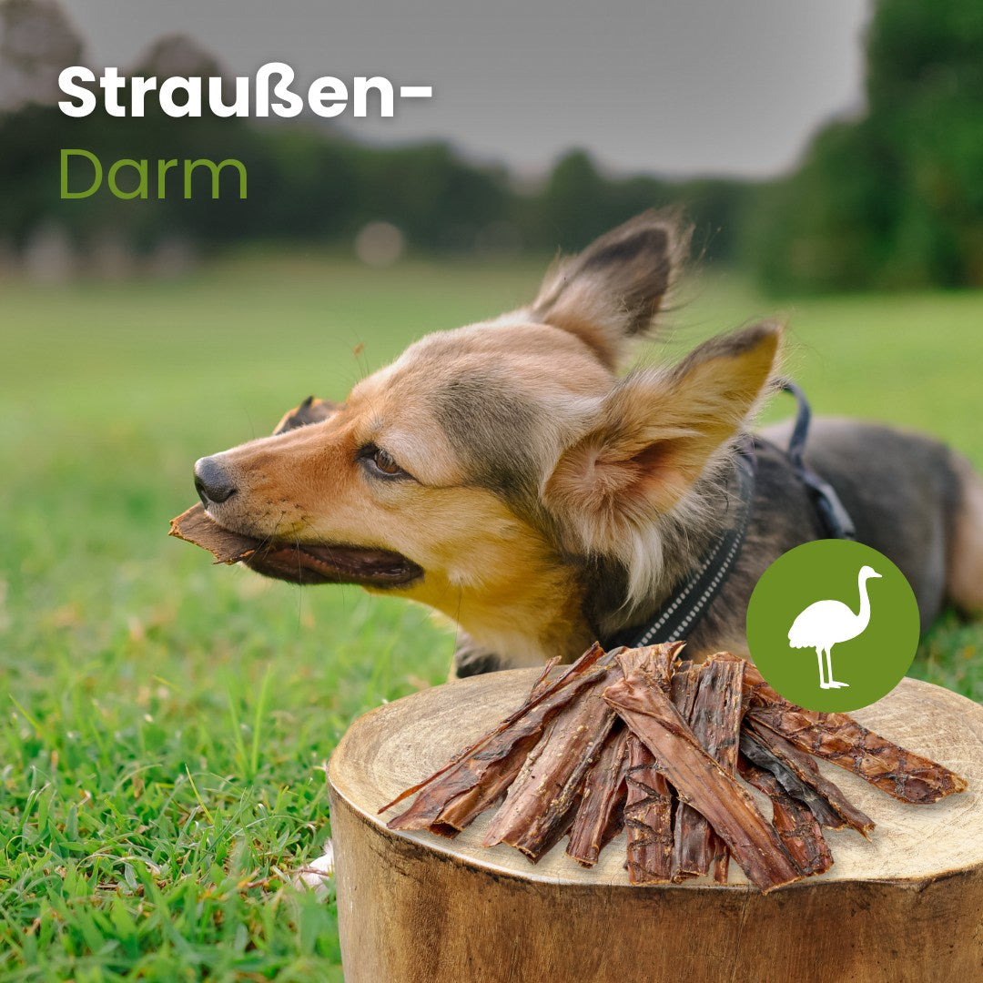 Straußen-Darm