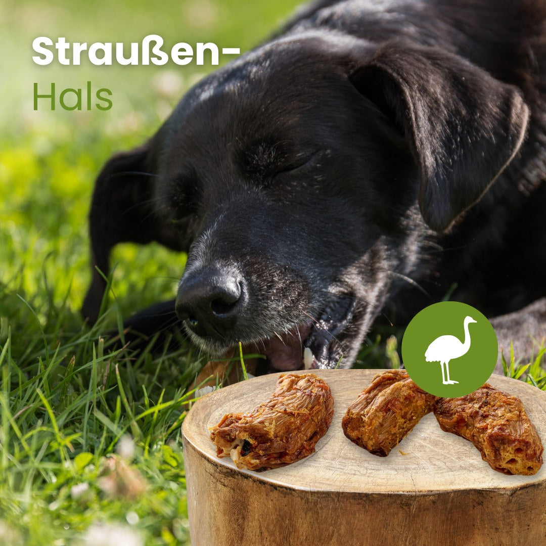 Straußen-Hals