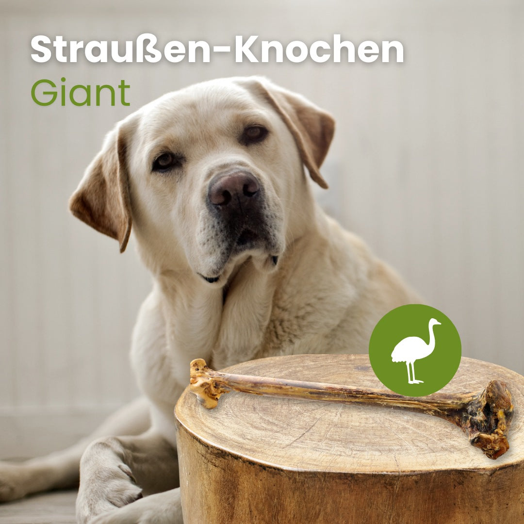 Straußen-Knochen, Giant