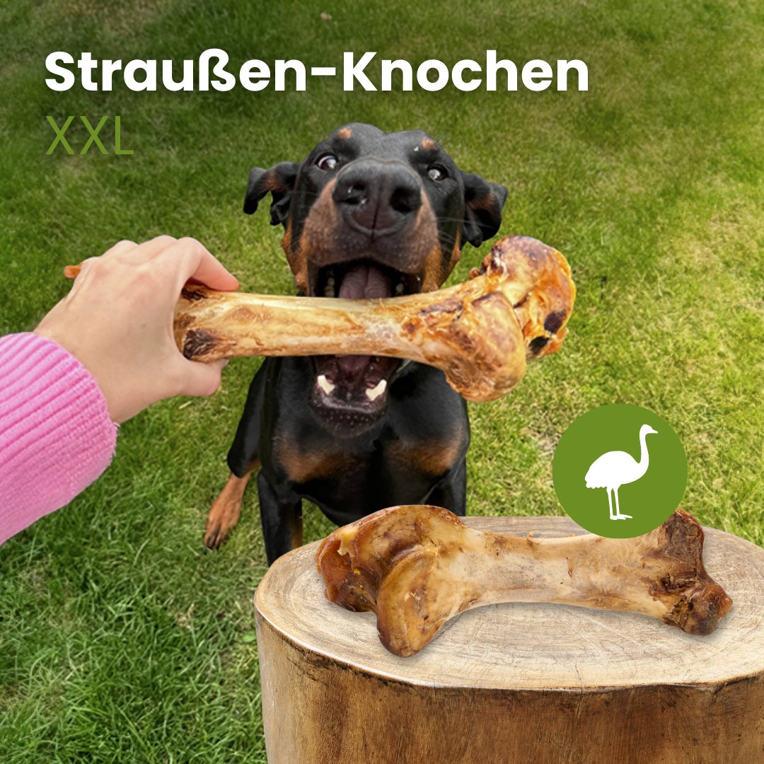 Straußen-Knochen XXL
