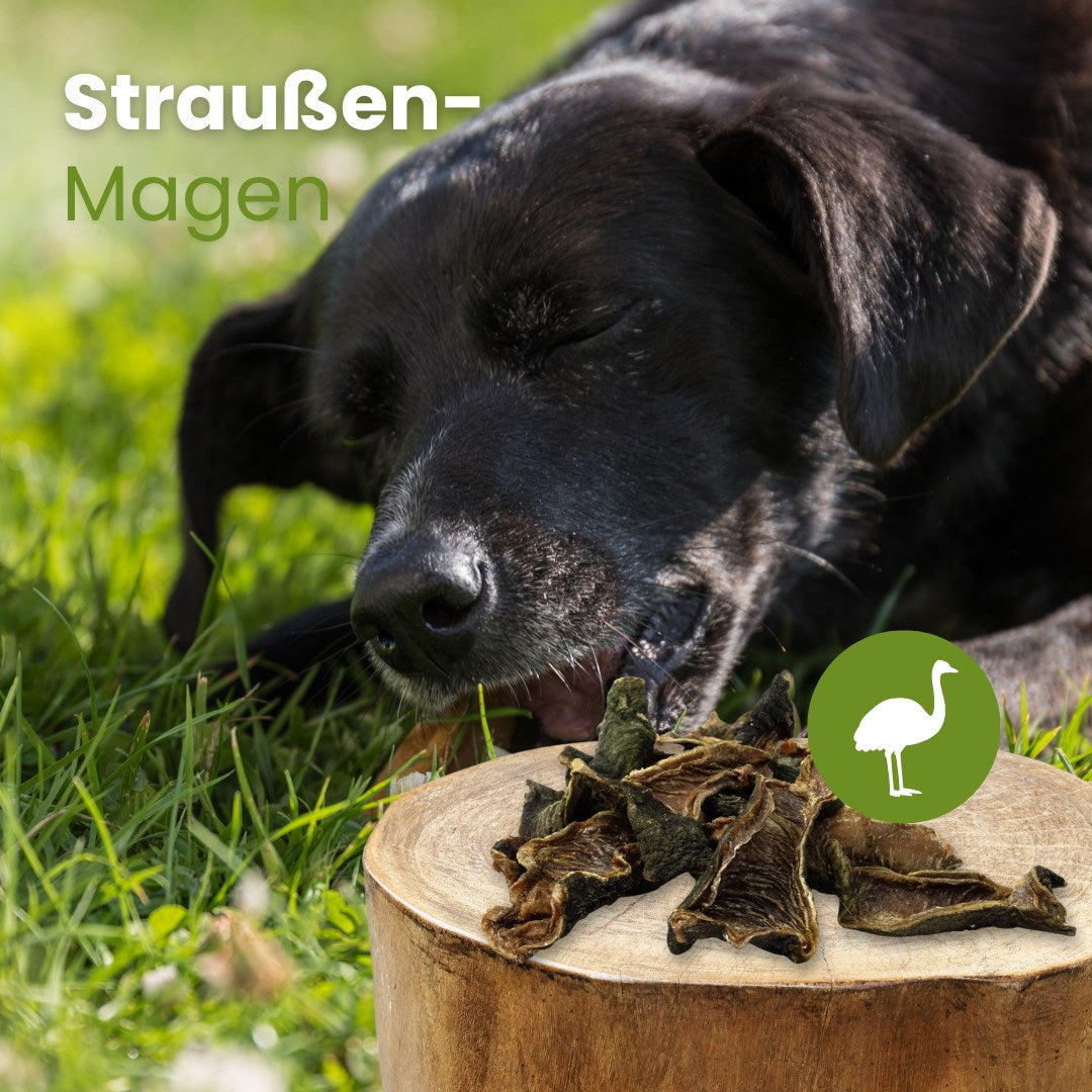 Straußen-Magen