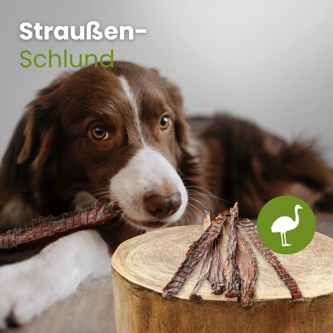 Straußen-Schlund