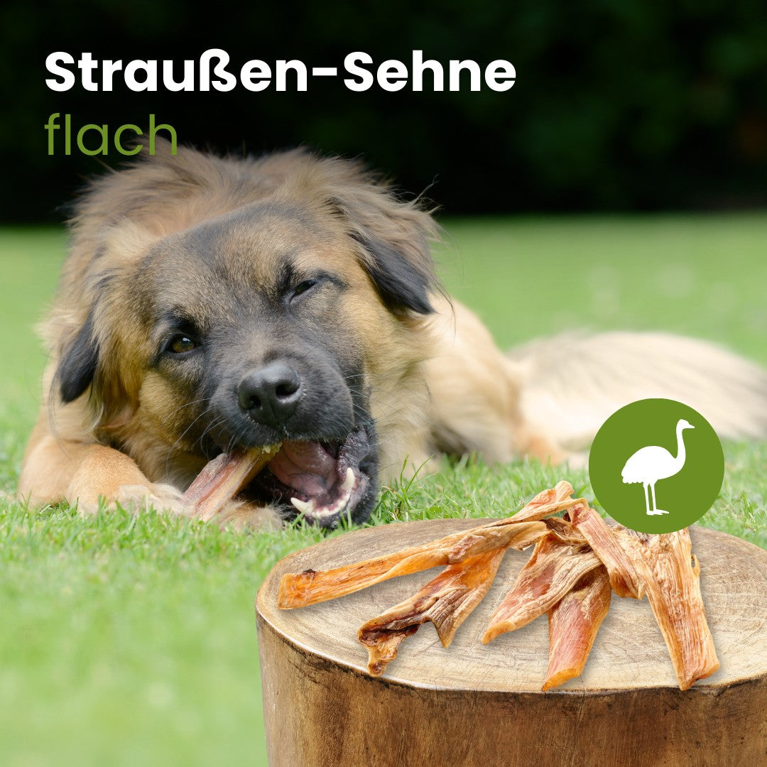 Straußensehnen flach