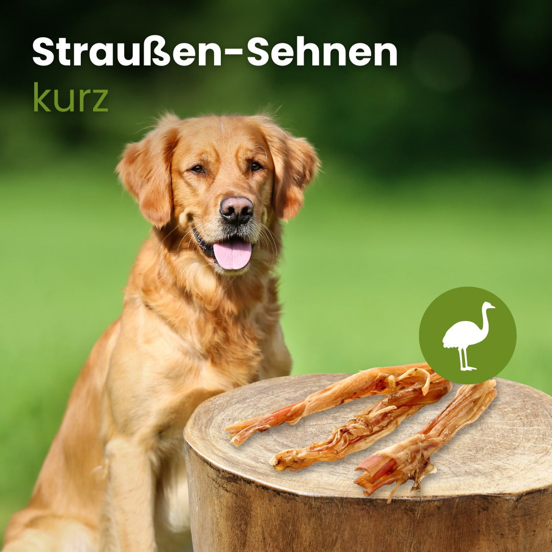 Straußen-Sehnen, kurz
