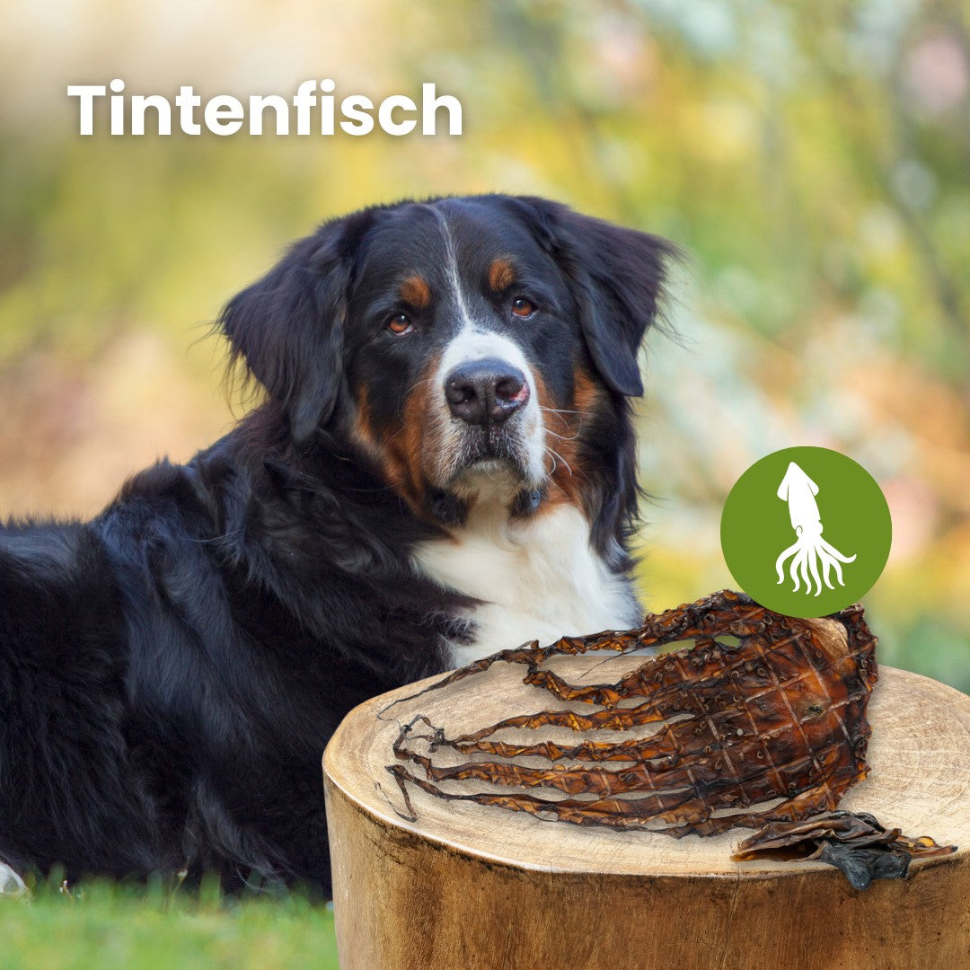 Tintenfisch