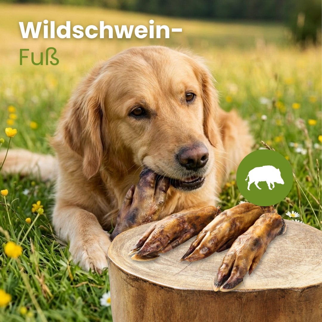 Wildschwein-Fuß