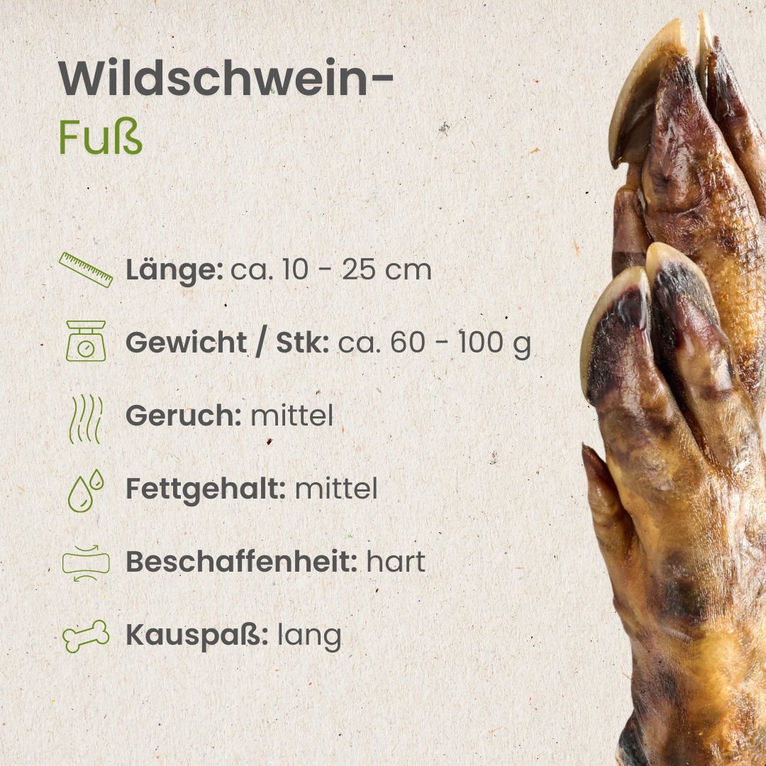 Wildschwein-Fuß