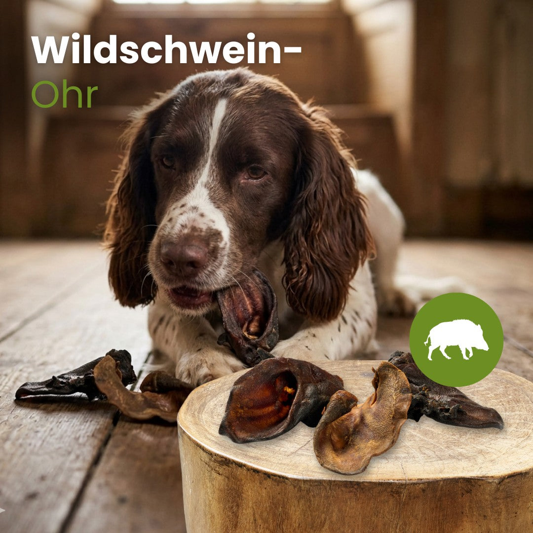 Wildschwein-Ohr