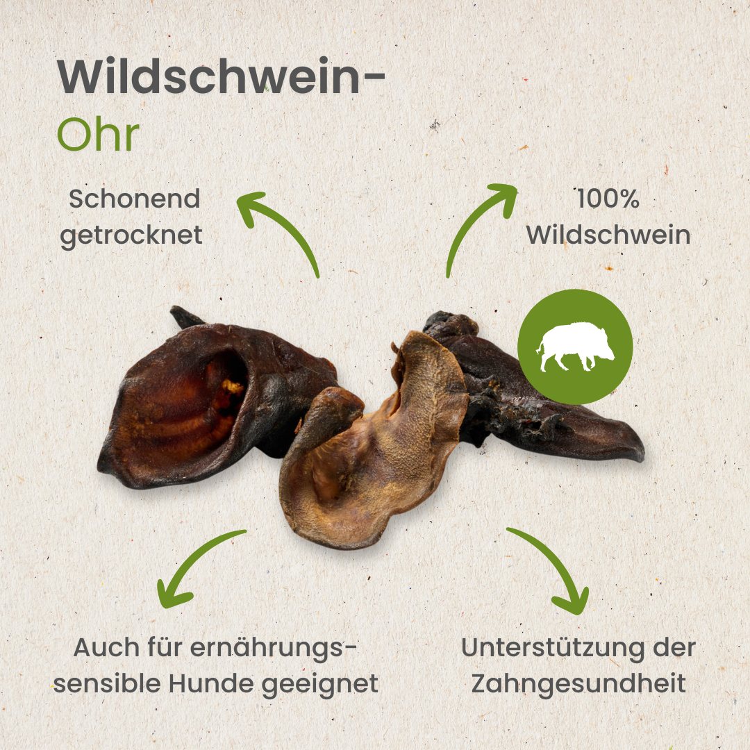 Wildschwein-Ohr