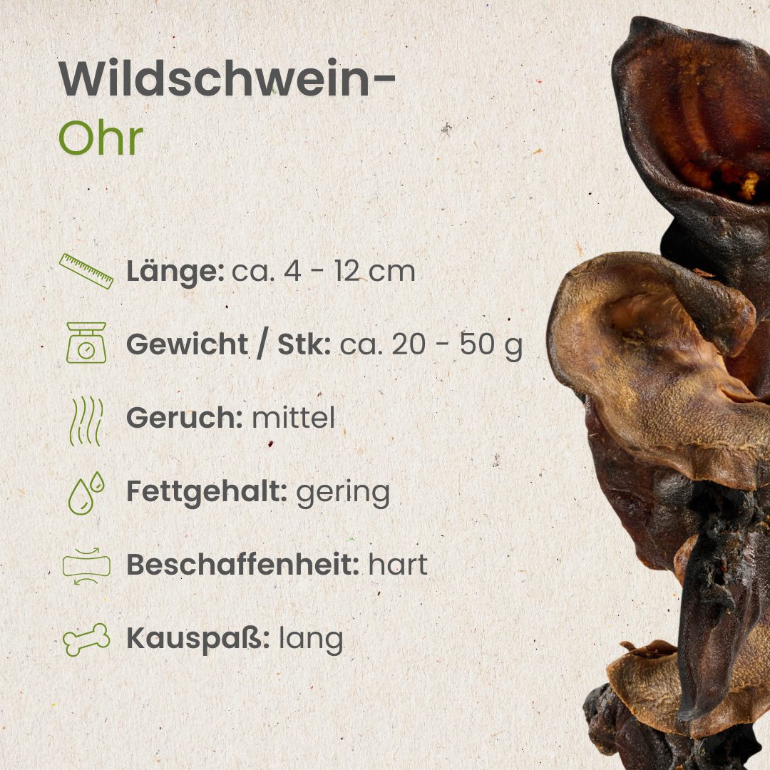 Wildschwein-Ohr