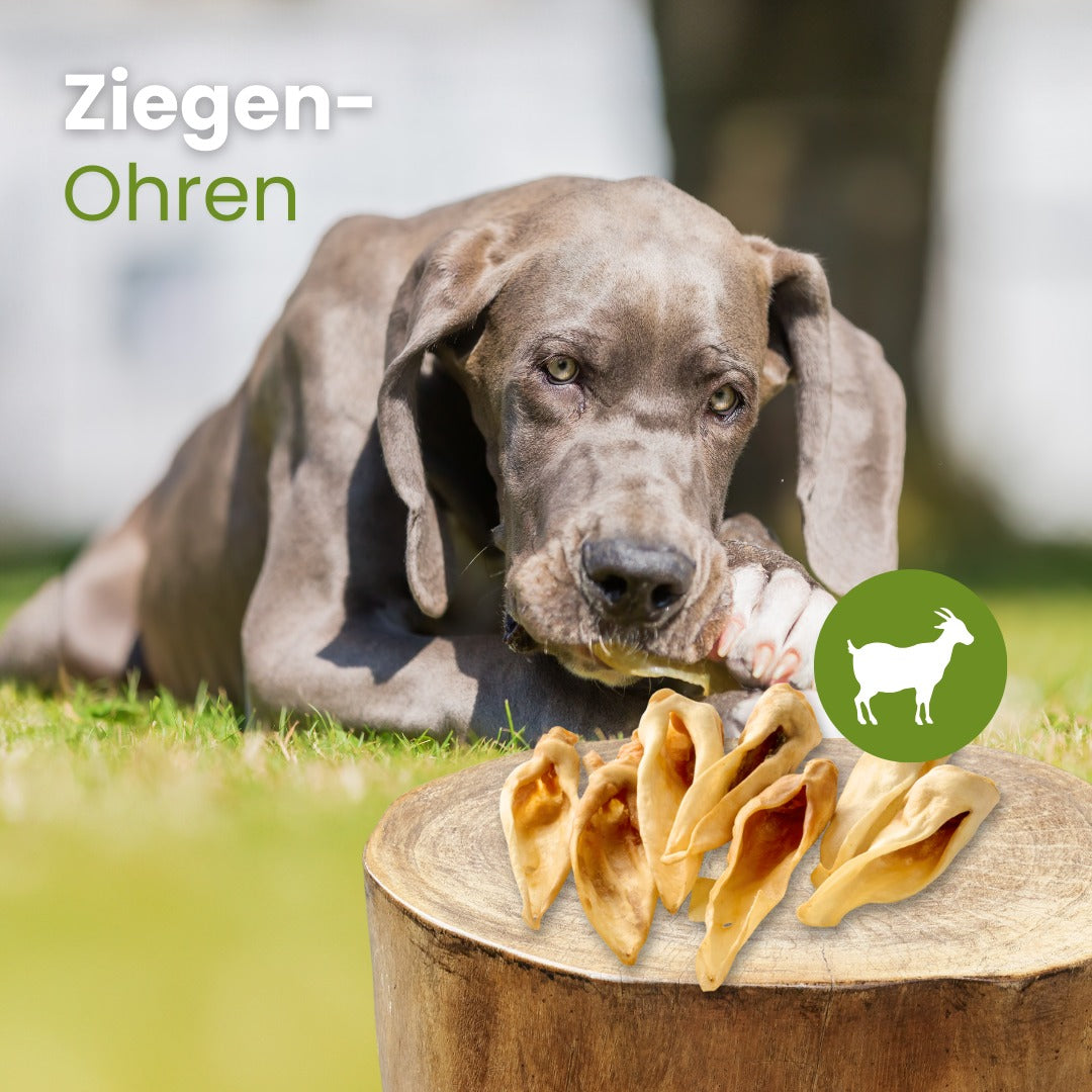 Ziegen-Ohren