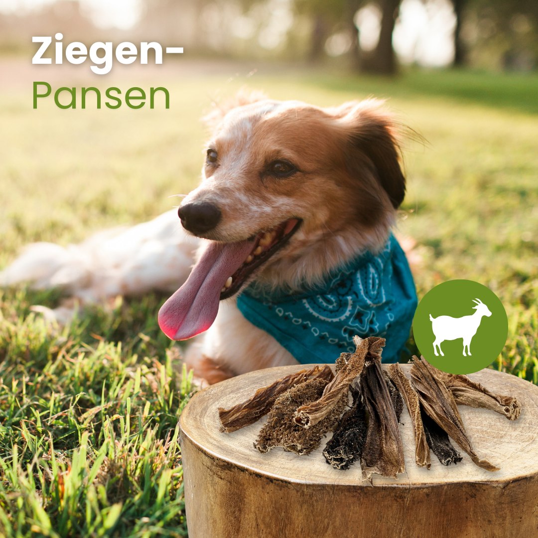 Ziegen-Pansen