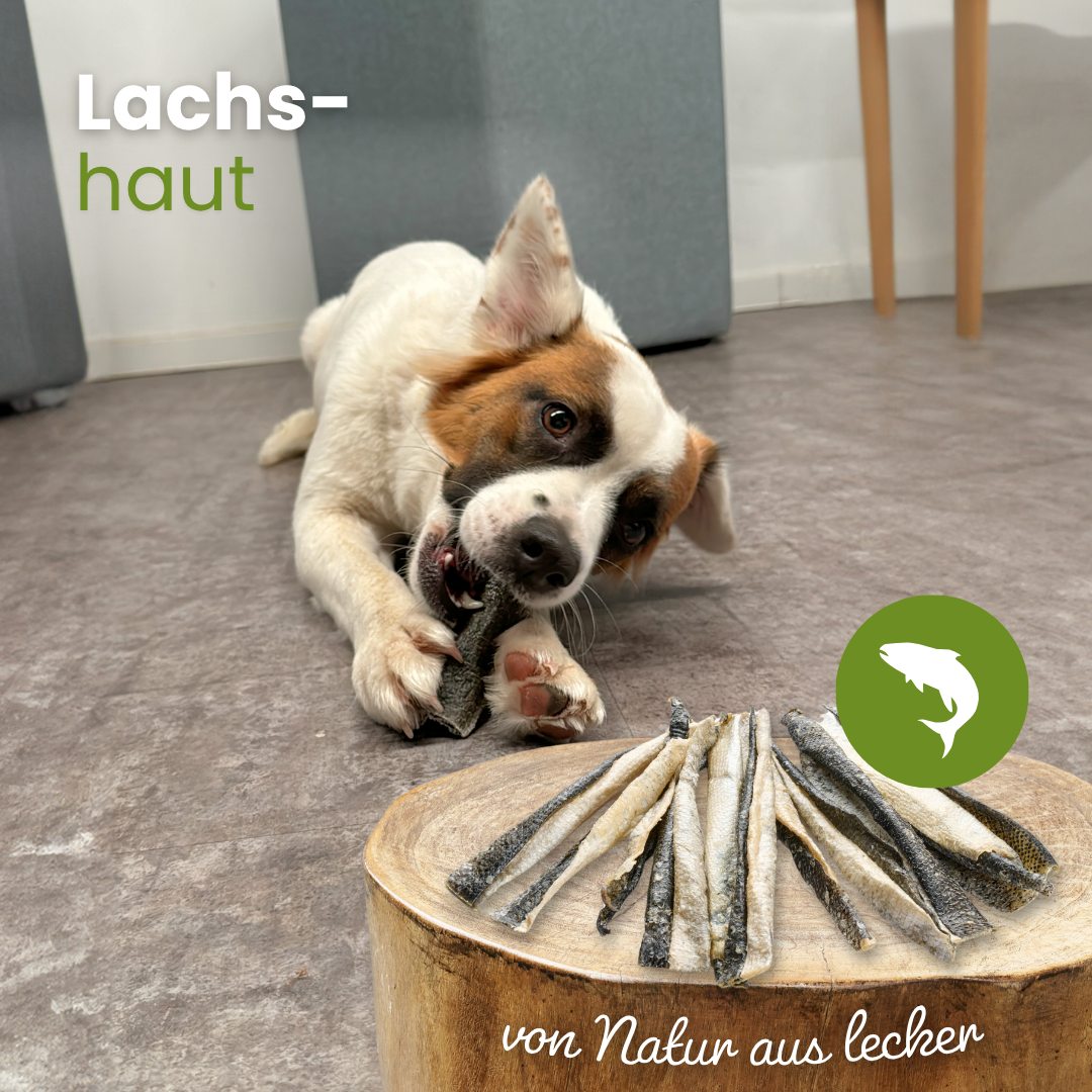 Lachshaut